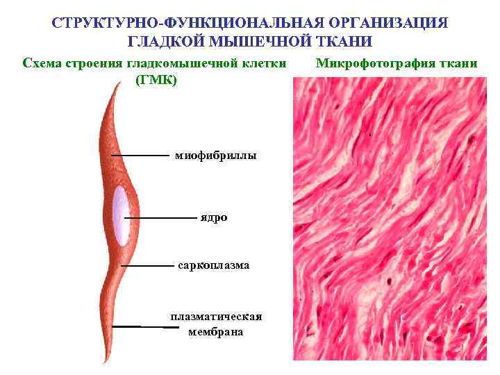 СТРУКТУРНО-ФУНКЦИОНАЛЬНАЯ ОРГАНИЗАЦИЯ ГЛАДКОЙ МЫШЕЧНОЙ ТКАНИ Схема строения гладкомышечной клетки (ГМК) миофибриллы ядро саркоплазма плазматическая