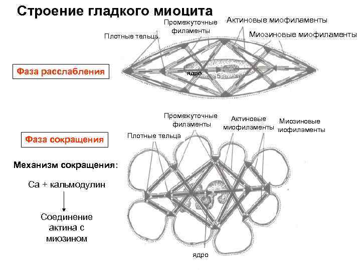 Строение гладкого миоцита Плотные тельца: Фаза расслабления Фаза сокращения Промежуточные филаменты Актиновые миофиламенты Миозиновые