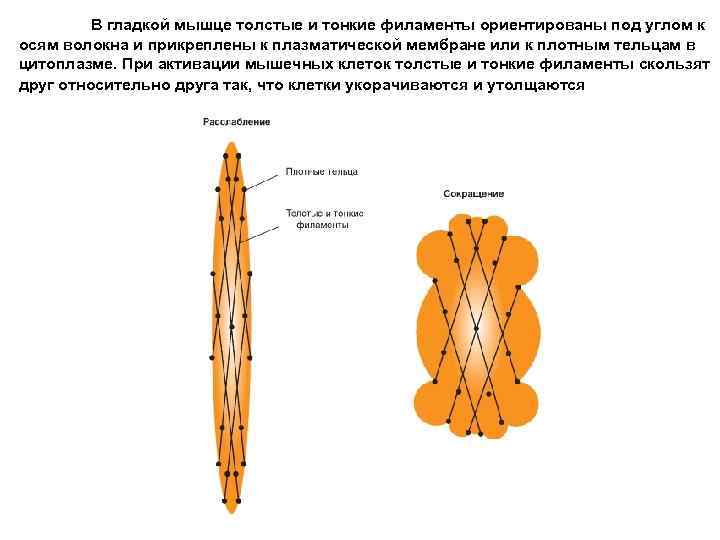 В гладкой мышце толстые и тонкие филаменты ориентированы под углом к осям волокна и