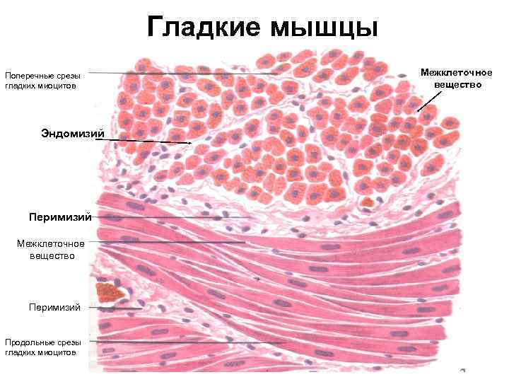 Гладкие мышцы Поперечные срезы гладких миоцитов Эндомизий Перимизий Межклеточное вещество Перимизий Продольные срезы гладких