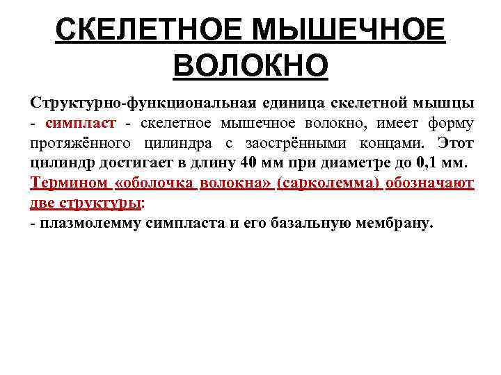 СКЕЛЕТНОЕ МЫШЕЧНОЕ ВОЛОКНО Структурно-функциональная единица скелетной мышцы - симпласт - скелетное мышечное волокно, имеет