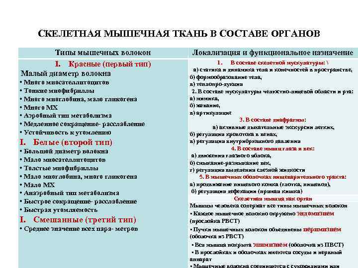 СКЕЛЕТНАЯ МЫШЕЧНАЯ ТКАНЬ В СОСТАВЕ ОРГАНОВ Типы мышечных волокон I. Красные (первый тип) Малый