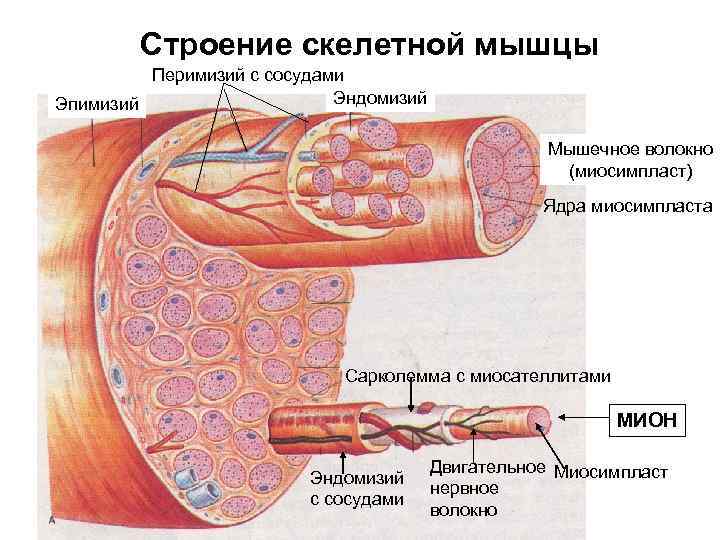 Строение скелетной мышцы Перимизий с сосудами Эндомизий Эпимизий Мышечное волокно (миосимпласт) Ядра миосимпласта Сарколемма