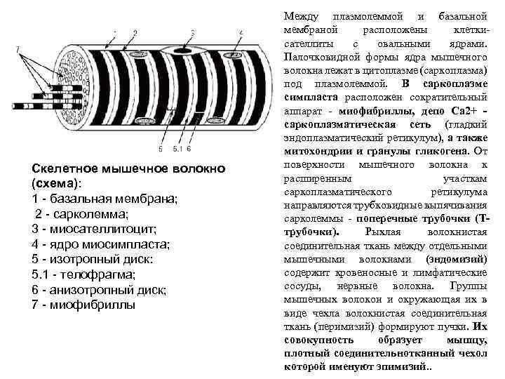 Скелетное мышечное волокно (схема): 1 - базальная мембрана; 2 - сарколемма; 3 - миосателлитоцит;