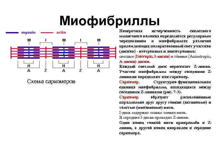 Миофибриллы Схема саркомеров Поперечная исчерченность скелетного мышечного волокна определяется регулярным чередованием в миофибриллах различно