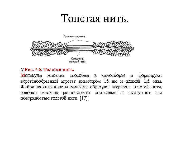 Толстая нить. МРис. 7 -5. Толстая нить. Молекулы миозина способны к самосборке и формируют