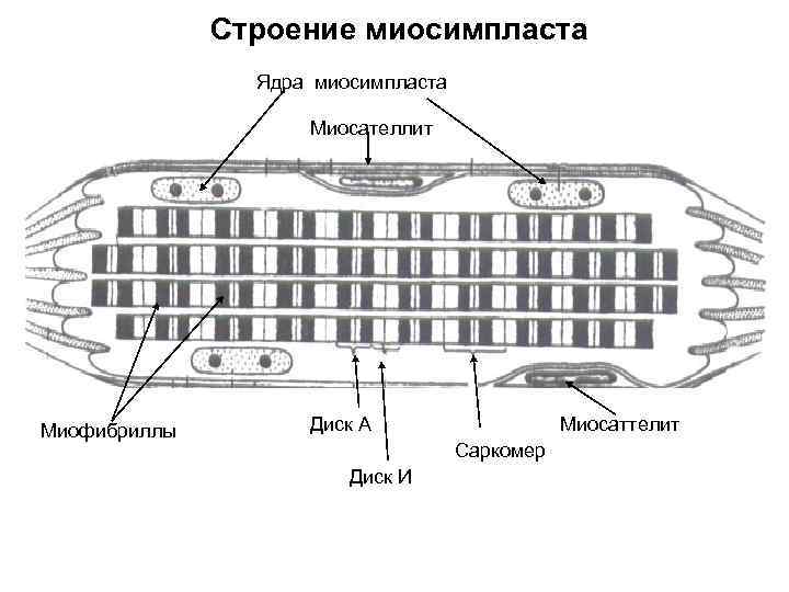 Строение миосимпласта Ядра миосимпласта Миосателлит Миофибриллы Диск А Миосаттелит Саркомер Диск И 