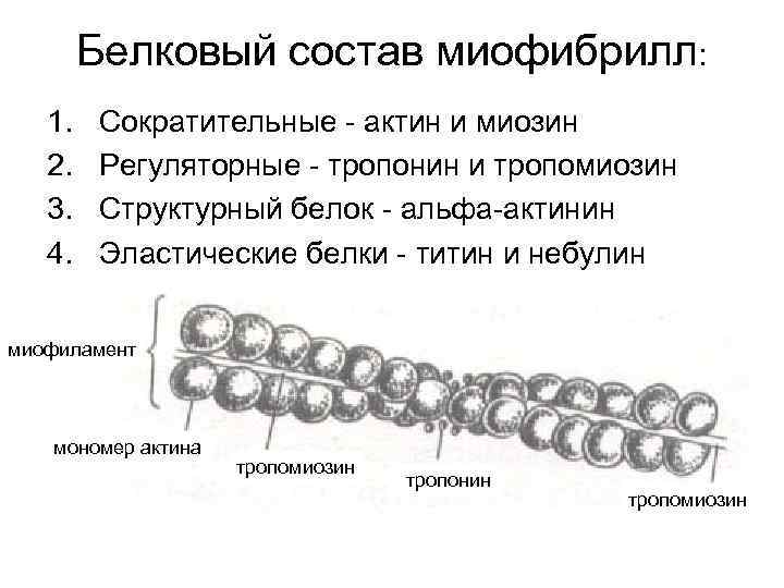 Белковый состав миофибрилл: 1. 2. 3. 4. Сократительные - актин и миозин Регуляторные -