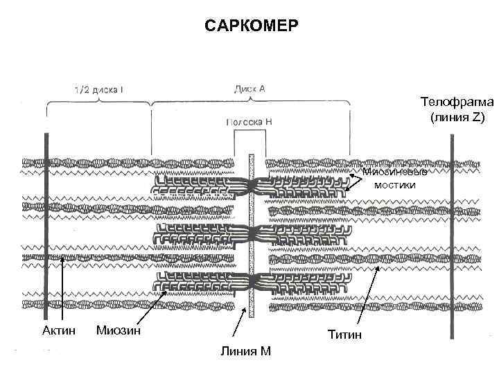 САРКОМЕР Телофрагма (линия Z) Миозиновые мостики Актин Миозин Титин Линия М 