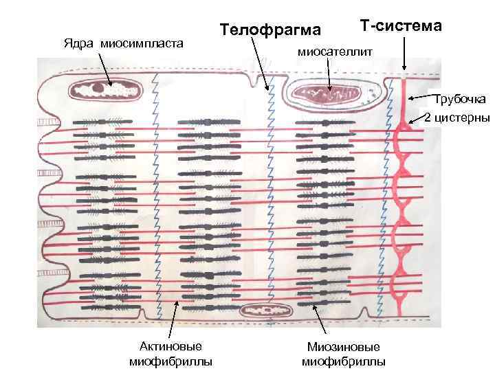 Ядра миосимпласта Телофрагма Т-система миосателлит Трубочка 2 цистерны Актиновые миофибриллы Миозиновые миофибриллы 