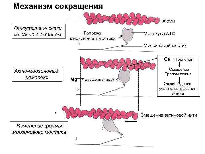 Механизм сокращения Актин Отсутствие связи миозина с актином Головка миозинового мостика Молекула АТФ Миозиновый