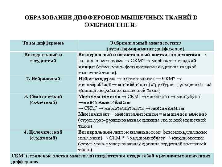 ОБРАЗОВАНИЕ ДИФФЕРОНОВ МЫШЕЧНЫХ ТКАНЕЙ В ЭМБРИОГЕНЕЗЕ Типы дифферонов Эмбриональный миогистогенез (пути формирования дифферонов) Висцеральный