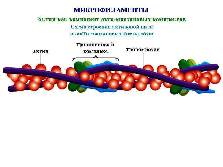 МИКРОФИЛАМЕНТЫ Актин как компонент акто-миозиновых комплексов Схема строения актиновой нити из акто-миозиновых комплексов актин