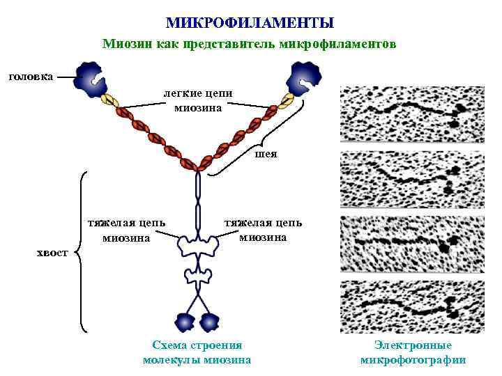 МИКРОФИЛАМЕНТЫ Миозин как представитель микрофиламентов головка легкие цепи миозина шея тяжелая цепь миозина хвост
