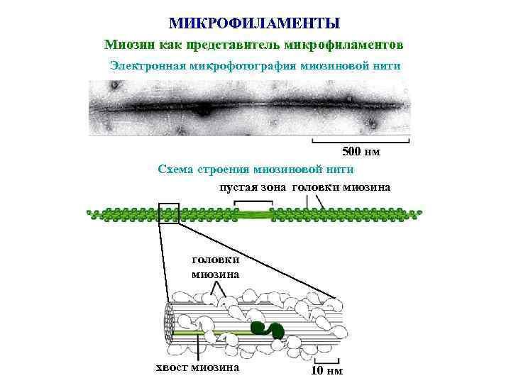 МИКРОФИЛАМЕНТЫ Миозин как представитель микрофиламентов Электронная микрофотография миозиновой нити 500 нм Схема строения миозиновой