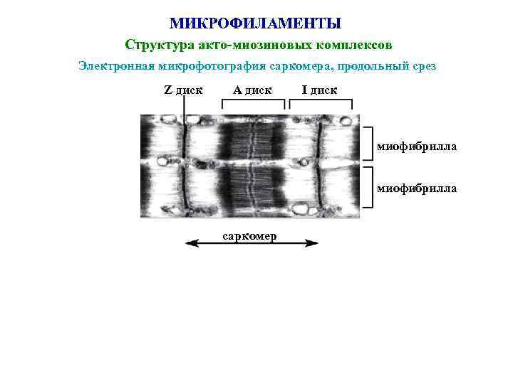 МИКРОФИЛАМЕНТЫ Структура акто-миозиновых комплексов Электронная микрофотография саркомера, продольный срез Z диск А диск I