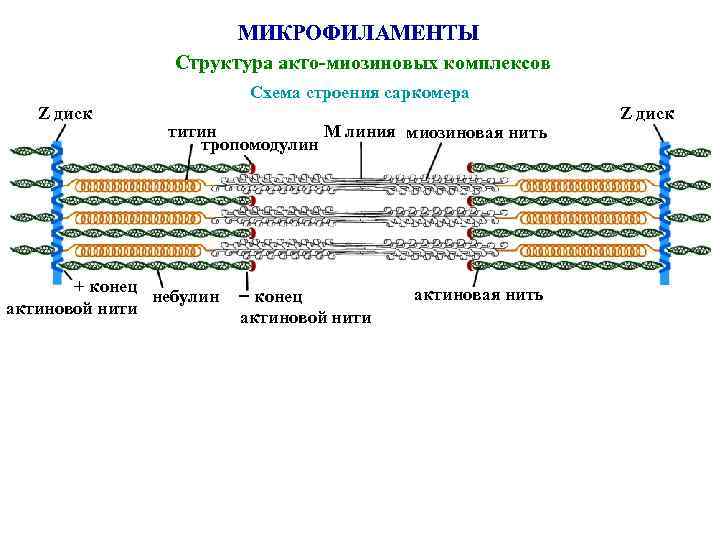 МИКРОФИЛАМЕНТЫ Структура акто-миозиновых комплексов Схема строения саркомера Z диск М линия миозиновая нить титин