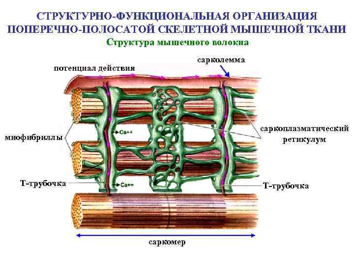 СТРУКТУРНО-ФУНКЦИОНАЛЬНАЯ ОРГАНИЗАЦИЯ ПОПЕРЕЧНО-ПОЛОСАТОЙ СКЕЛЕТНОЙ МЫШЕЧНОЙ ТКАНИ Структура мышечного волокна сарколемма потенциал действия саркоплазматический ретикулум