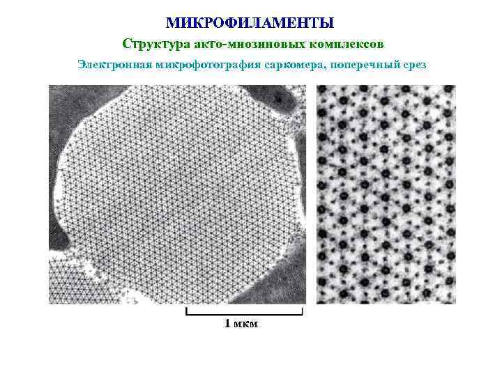 МИКРОФИЛАМЕНТЫ Структура акто-миозиновых комплексов Электронная микрофотография саркомера, поперечный срез 1 мкм 