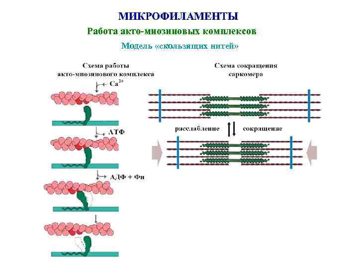 МИКРОФИЛАМЕНТЫ Работа акто-миозиновых комплексов Модель «скользящих нитей» 