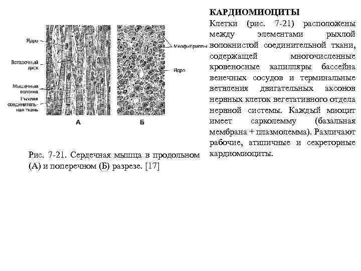 КАРДИОМИОЦИТЫ Клетки (рис. 7 -21) расположены между элементами рыхлой волокнистой соединительной ткани, содержащей многочисленные