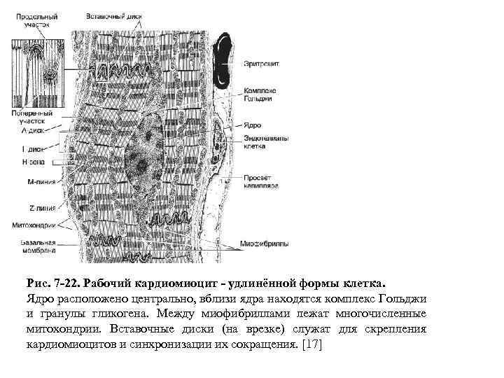 Рис. 7 -22. Рабочий кардиомиоцит - удлинённой формы клетка. Ядро расположено центрально, вблизи ядра