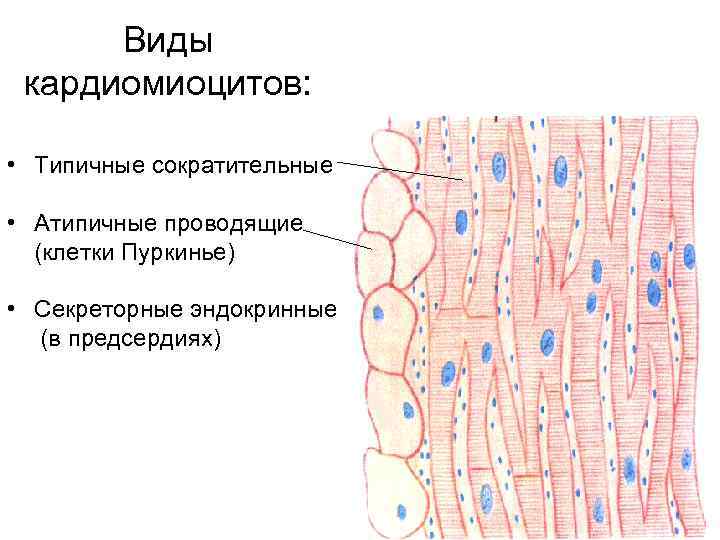 Виды кардиомиоцитов: • Типичные сократительные • Атипичные проводящие (клетки Пуркинье) • Секреторные эндокринные (в