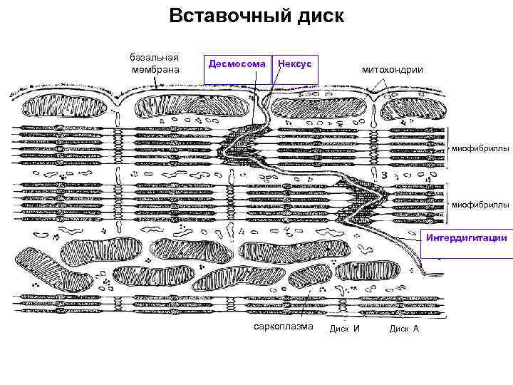 Вставочный диск базальная мембрана Десмосома Нексус митохондрии миофибриллы Интердигитации саркоплазма Диск И Диск А