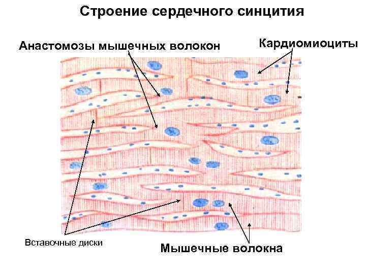 Строение сердечного синцития Анастомозы мышечных волокон Вставочные диски Кардиомиоциты Мышечные волокна 