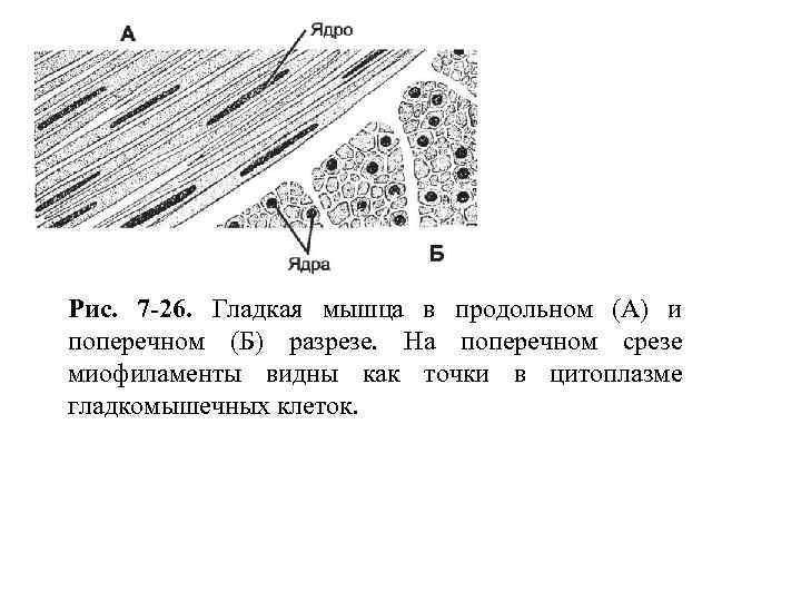 Рис. 7 -26. Гладкая мышца в продольном (А) и поперечном (Б) разрезе. На поперечном