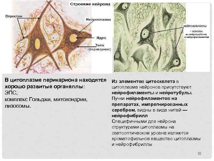 В цитоплазме перикариона находятся хорошо развитые органеллы: ЭПС, комплекс Гольджи, митохондрии, лизосомы. Из элементов