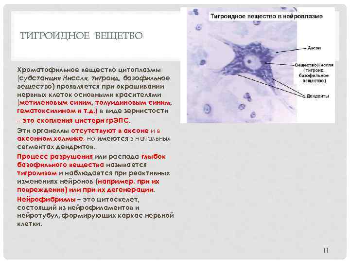 ТИГРОИДНОЕ ВЕЩЕТВО Хроматофильное вещество цитоплазмы (субстанция Ниссля, тигроид, базофильное вещество) проявляется при окрашивании нервных