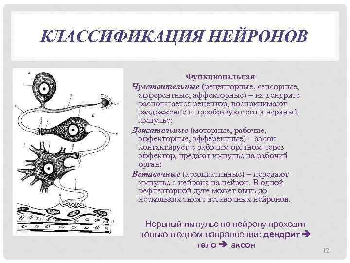 КЛАССИФИКАЦИЯ НЕЙРОНОВ Функциональная Чувствительные (рецепторные, сенсорные, афферентные, аффекторные) – на дендрите располагается рецептор, воспринимают