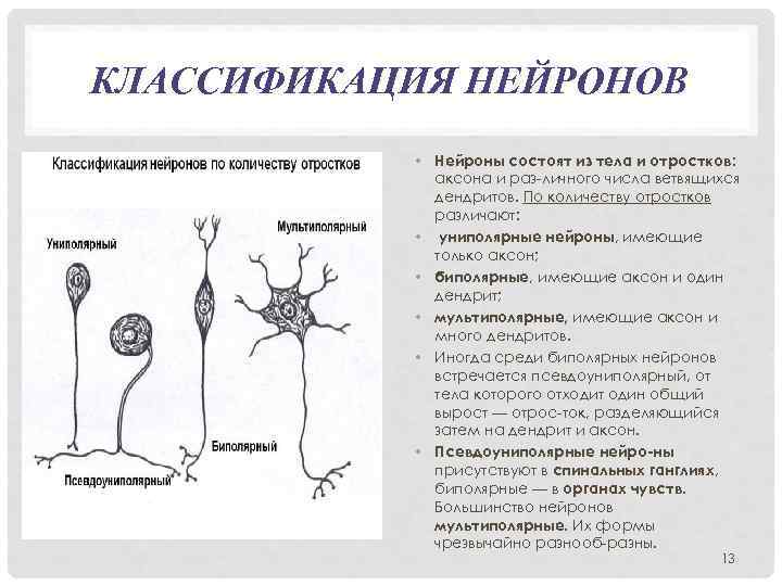 КЛАССИФИКАЦИЯ НЕЙРОНОВ • Нейроны состоят из тела и отростков: аксона и раз личного числа