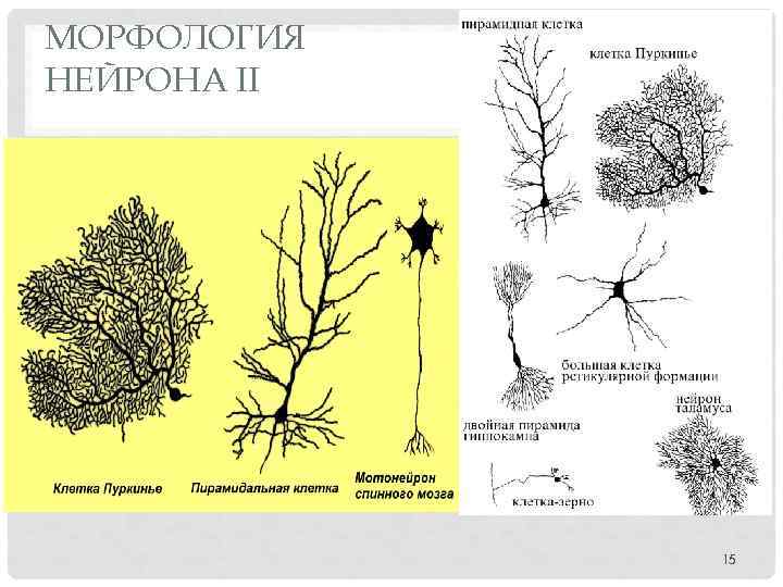 МОРФОЛОГИЯ НЕЙРОНА II 15 