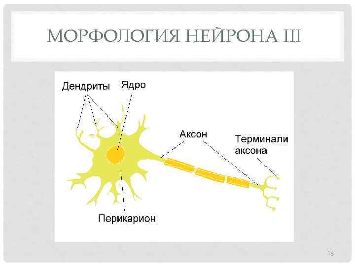 МОРФОЛОГИЯ НЕЙРОНА III 16 