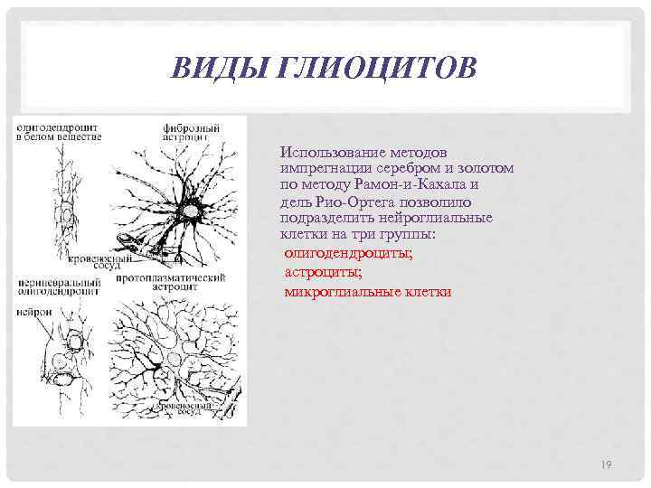 ВИДЫ ГЛИОЦИТОВ Использование методов импрегнации серебром и золотом по методу Рамон-и-Кахала и дель Рио-Ортега