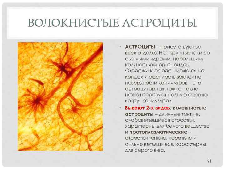 ВОЛОКНИСТЫЕ АСТРОЦИТЫ • АСТРОЦИТЫ – присутствуют во всех отделах НС. Крупные к ки со