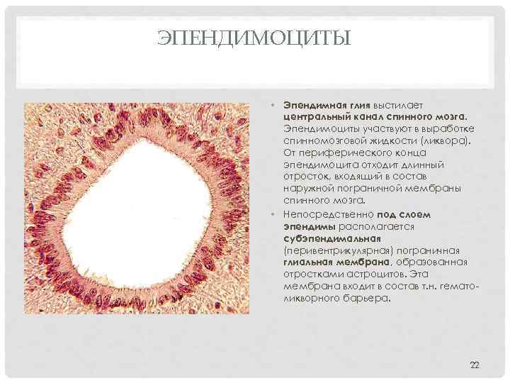 ЭПЕНДИМОЦИТЫ • Эпендимная глия выстилает центральный канал спинного мозга. Эпендимоциты участвуют в выработке спинномозговой