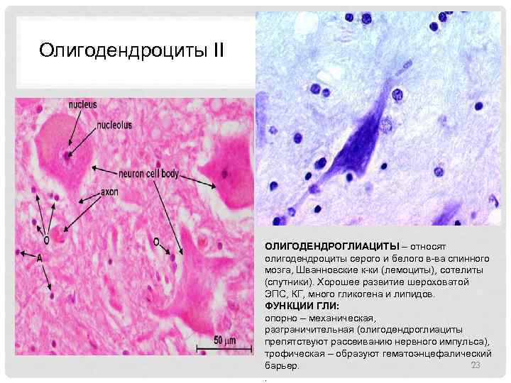 Олигодендроциты II ОЛИГОДЕНДРОГЛИАЦИТЫ – относят олигодендроциты серого и белого в ва спинного мозга, Шванновские