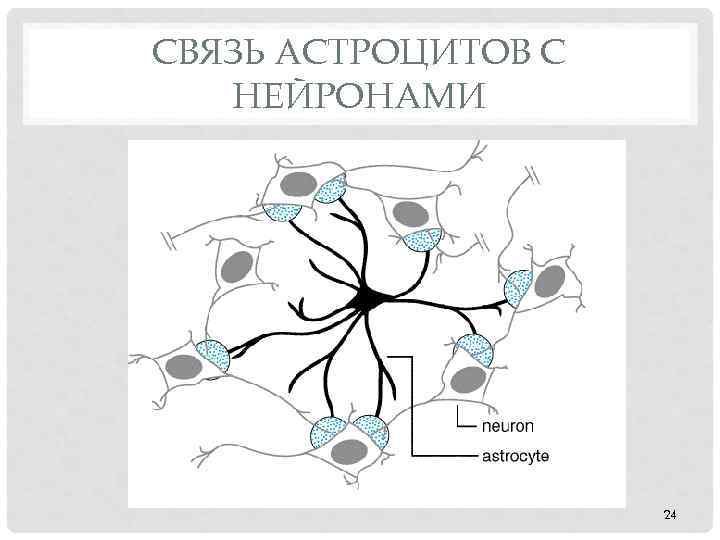 СВЯЗЬ АСТРОЦИТОВ С НЕЙРОНАМИ 24 