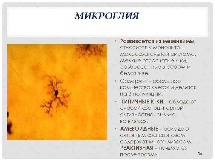 МИКРОГЛИЯ • Развивается из мезенхимы, относится к моноцито – макрофагальной системе. Мелкие отросчатые к