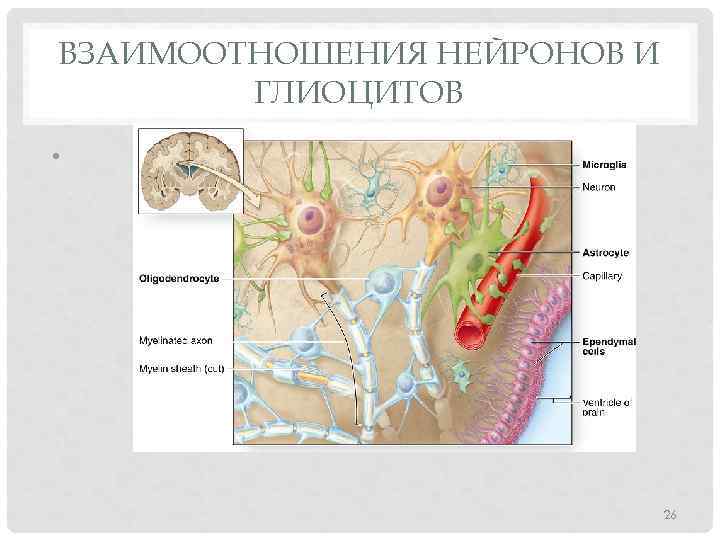 ВЗАИМООТНОШЕНИЯ НЕЙРОНОВ И ГЛИОЦИТОВ • 26 