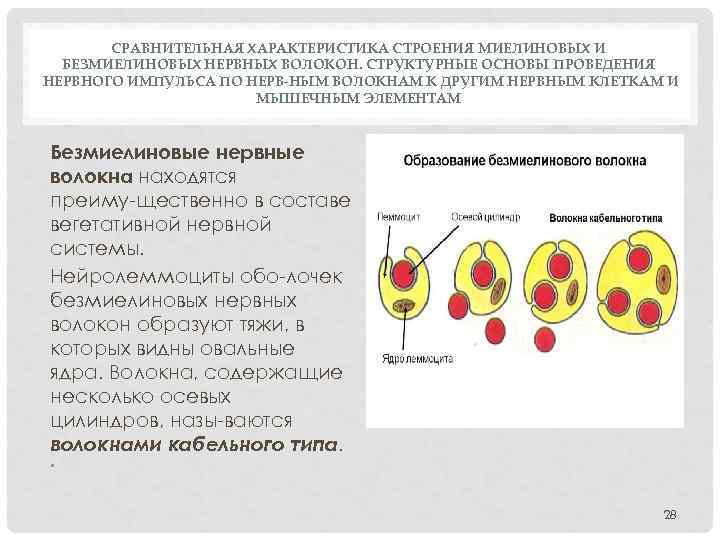 СРАВНИТЕЛЬНАЯ ХАРАКТЕРИСТИКА СТРОЕНИЯ МИЕЛИНОВЫХ И БЕЗМИЕЛИНОВЫХ НЕРВНЫХ ВОЛОКОН. СТРУКТУРНЫЕ ОСНОВЫ ПРОВЕДЕНИЯ НЕРВНОГО ИМПУЛЬСА ПО