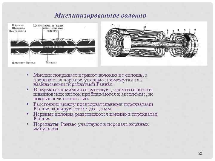 Миелинизированное волокно • Миелин покрывает нервное волокно не сплошь, а прерывается через регулярные промежутки