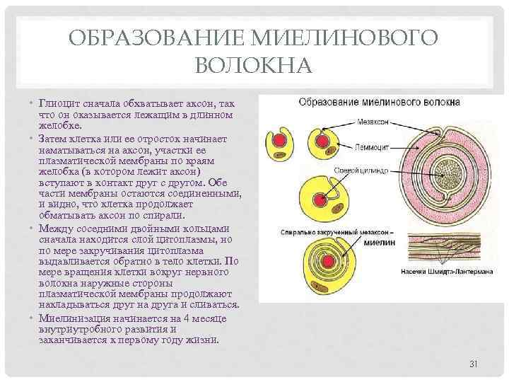 ОБРАЗОВАНИЕ МИЕЛИНОВОГО ВОЛОКНА • Глиоцит сначала обхватывает аксон, так что он оказывается лежащим в