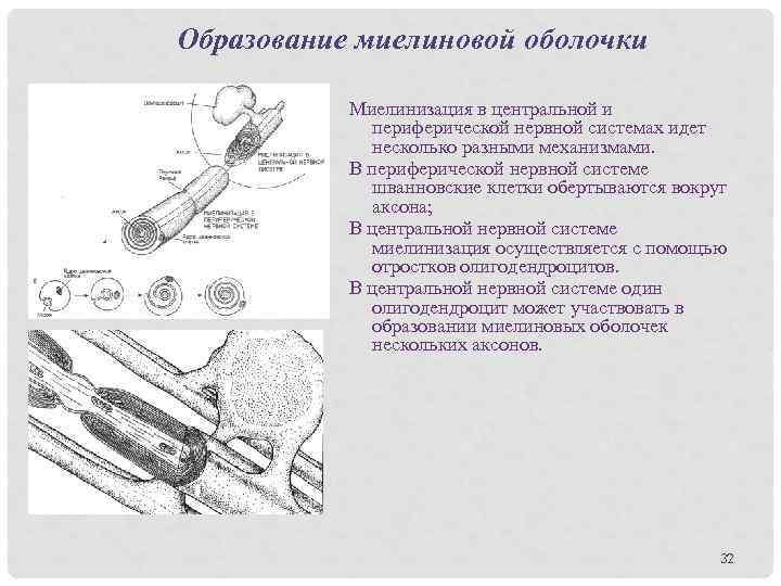 Образование миелиновой оболочки Миелинизация в центральной и периферической нервной системах идет несколько разными механизмами.