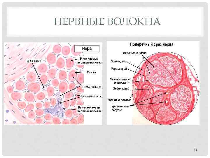 НЕРВНЫЕ ВОЛОКНА 33 