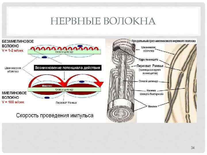 НЕРВНЫЕ ВОЛОКНА 34 