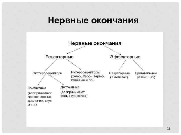 Нервные окончания 35 